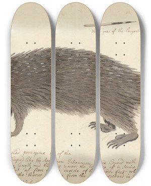 Triptych art skateboard deck of George Edwards The Longtailed Porcupine by George Edwards
