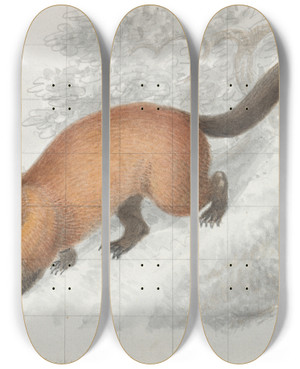 Triptych art skateboard deck of Charles Hamilton Smith Eira Ferruginea by Charles Hamilton Smith (1776-1859)