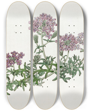 Triptych art skateboard deck of Sydenham Edwards Dwarf Purple Vervain by Sydenham Edwards (1768-1819)