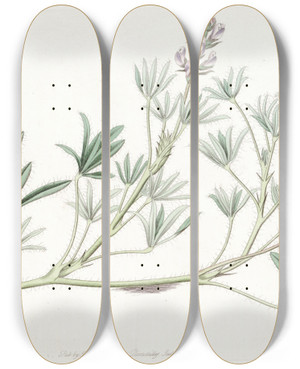 Triptych art skateboard deck of Sydenham Edwards Smallflowered Lupine by Sydenham Edwards (1768-1819)