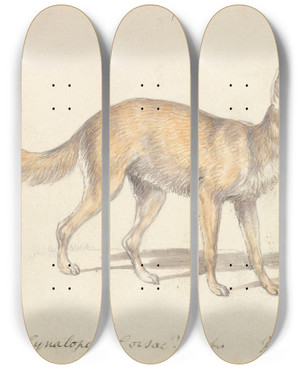Triptych art skateboard deck of Charles Hamilton Smith Corsac Dogfox by Charles Hamilton Smith (1776-1859)