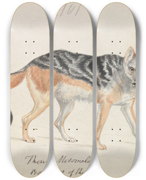 Triptych art skateboard deck of Charles Hamilton Smith Blackbacked Jackal by Charles Hamilton Smith (1776-1859)