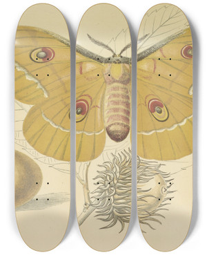 Triptych art skateboard deck of Barret And Sons Oakfeeding Silkworm Of China by Barret And Sons (19-)