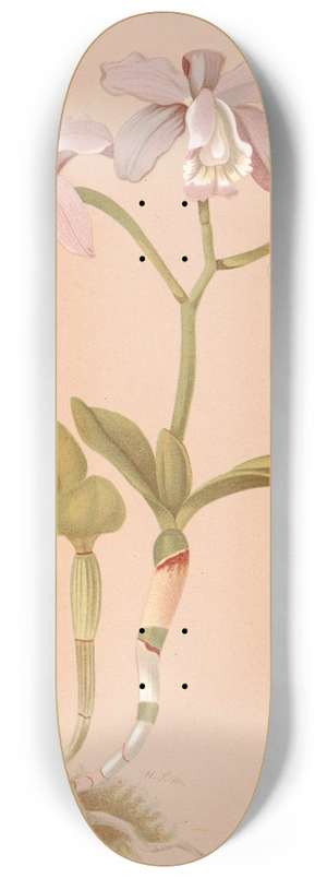 Harriet Stewart Miner - Cattleya Loddigesii. 8.25 inch art skate deck