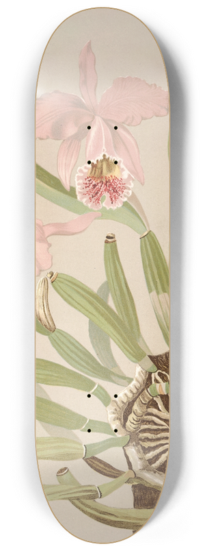 Harriet Stewart Miner - Cattleya Mosslae 8.25 inch art skate deck