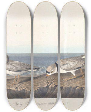 Triptych art skateboard deck of John James Audubon Piping Plover by John James Audubon (1785-1851)
