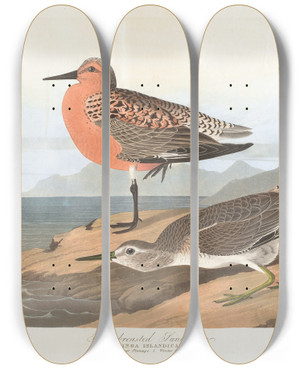 Triptych art skateboard deck of John James Audubon Redbreasted Sandpiper by John James Audubon (1785-1851)