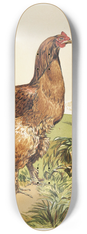 Harrison Weir - Cinnamon Cochin Hen 8.25 inch art skate deck
