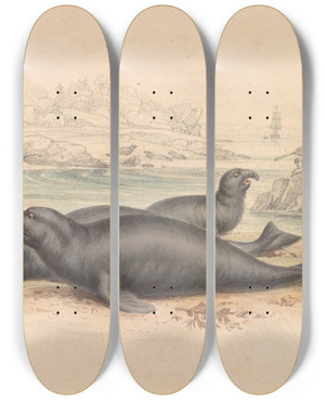 Triptych art skateboard deck of James Stewart The Elephant Seal by James Stewart