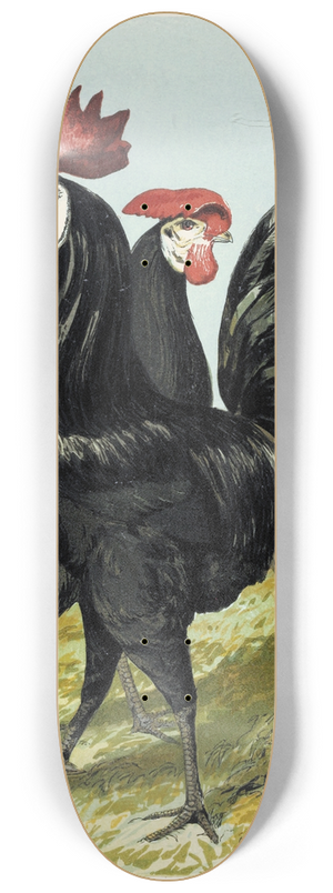 Harrison Weir - Spanish 8.25 inch art skate deck