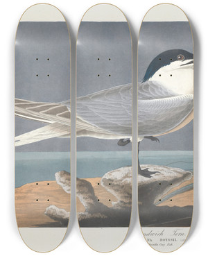 Triptych art skateboard deck of John James Audubon Sandwich Tern by John James Audubon (1785-1851)