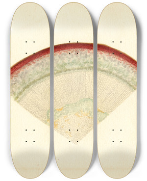 Triptych art skateboard deck of James Marion Shull Malus Domestica_1 by James Marion Shull (1872-1948)