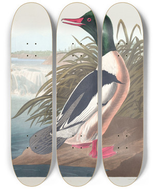 Triptych art skateboard deck of John James Audubon Goosander by John James Audubon (1785-1851)
