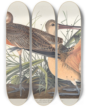 Triptych art skateboard deck of John James Audubon Great Marbled Godwit by John James Audubon (1785-1851)