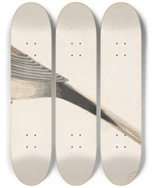 Triptych art skateboard deck of Count Giorgio Durante Longtailed Bird Seen In Profile by Count Giorgio Durante (1685-1755)