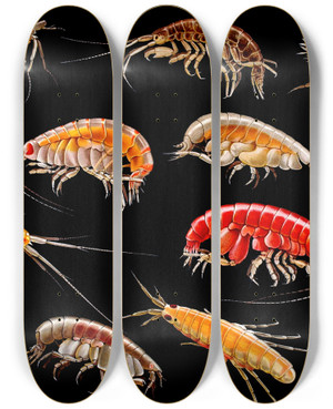 Triptych art skateboard deck of Antonio Della Valle Gammarini Del Golfo Di Napoli Plate 5 by Antonio della Valle (1850-1935)
