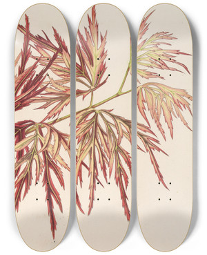 Triptych art skateboard deck of Charles Antoine Lemaire Acer Polymorphum Palmatum by Charles Antoine Lemaire (1800-1871)