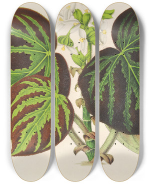 Triptych art skateboard deck of Charles Antoine Lemaire Bgonia Imperialis Type by Charles Antoine Lemaire (1800-1871)