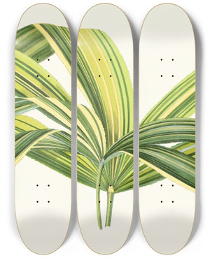 Triptych art skateboard deck of Edward Joseph Lowe Rhapis Flabelliformis by Edward Joseph Lowe (1825-1900)