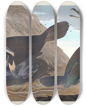 Triptych art skateboard deck of John James Audubon Common Cormorant by John James Audubon (1785-1851)