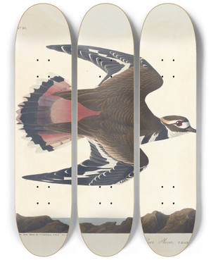 Triptych art skateboard deck of John James Audubon Killdeer Plover by John James Audubon (1785-1851)