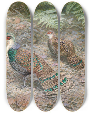 Triptych art skateboard deck of George Edward Lodge Bornean Peacock Pheasant by George Edward Lodge (1860-1954)