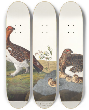 Triptych art skateboard deck of John James Audubon Willow Grous Or Large Ptarmigan by John James Audubon (1785-1851)