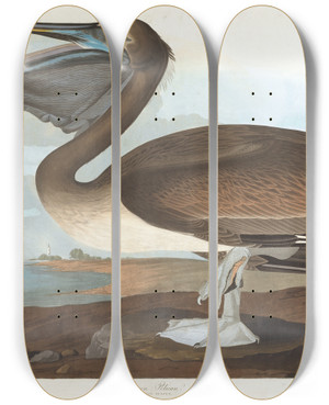 Triptych art skateboard deck of John James Audubon Brown Pelican by John James Audubon (1785-1851)