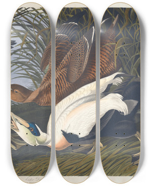 Triptych art skateboard deck of John James Audubon Eider Duck by John James Audubon (1785-1851)