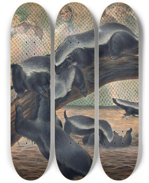 Triptych art skateboard deck of Joseph Wolf The Ratels_1 by Joseph Wolf (1820-1899)