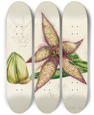 Triptych art skateboard deck of Illtyd Buller Poleevans Stapelia Gettleffii by Illtyd Buller Pole-Evans (1879-1968)
