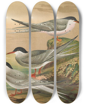 Triptych art skateboard deck of Johann Friedrich Naumann Sterna Hirundo Sterna Macrura Sterna Dougalli Mont Sterna Minuta by Johann Friedrich Naumann (1780-1857)