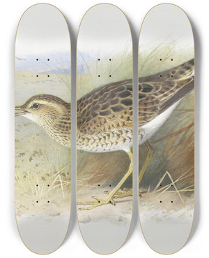 Triptych art skateboard deck of Archibald Thorburn Bartrams Plover by Archibald Thorburn (1860-1935)