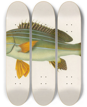 Triptych art skateboard deck of Arthus Bertrand Pristipoma Octolineatum by Arthus Bertrand (19-)