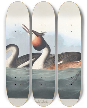 Triptych art skateboard deck of John James Audubon Crested Grebe by John James Audubon (1785-1851)