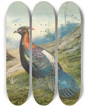 Triptych art skateboard deck of George Edward Lodge Chinese Impeyan Pheasant by George Edward Lodge (1860-1954)