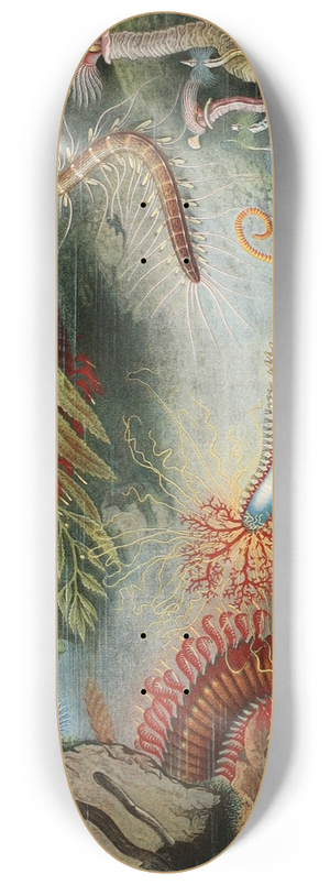 Alfred Frdol - Annlides 8.25 inch art skate deck Alfred Frdol - Annlides 8.25 inch art skate deck