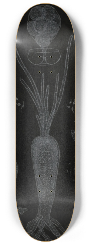 Alfred Frdol - Dveloppement des Algues 8.25 inch art skate deck Alfred Frdol - Dveloppement des Algues 8.25 inch art skate deck