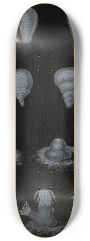 Alfred Frdol - Dveloppement du Corail 8.25 inch art skate deck Alfred Frdol - Dveloppement du Corail 8.25 inch art skate deck