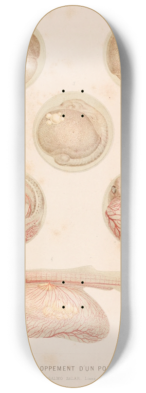 Alfred Frdol - Dveloppement dun Poisson 8.25 inch art skate deck