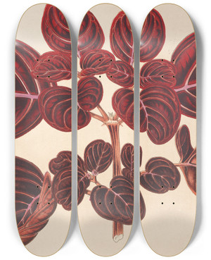 Triptych art skateboard deck of Charles Antoine Lemaire Achyranthes Verschaffeltii by Charles Antoine Lemaire (1800-1871)