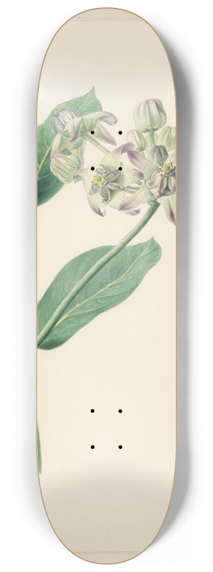Hendrik Schwegman - Calotropis 8.25 inch art skate deck