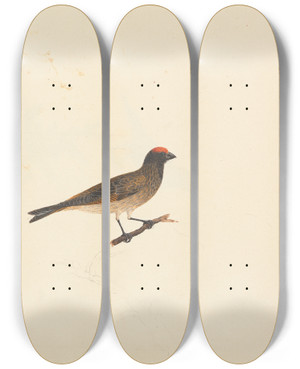 Triptych art skateboard deck of Luigi Balugani Unidentified Bird_3 by Luigi Balugani (1737-1770)