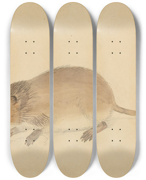 Triptych art skateboard deck of James Sowerby A Vole by James Sowerby (1757-1822)