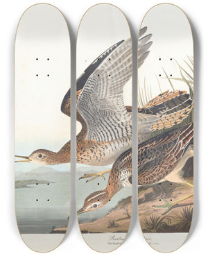 Triptych art skateboard deck of John James Audubon Bartram Sandpiper by John James Audubon (1785-1851)