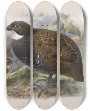 Triptych art skateboard deck of Frederick Ducane Godman Aves Pl 79 by Frederick Ducane Godman (1834-1919)