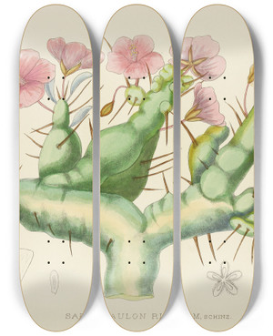 Triptych art skateboard deck of Illtyd Buller Poleevans Sarcocaulon Rigidum by Illtyd Buller Pole-Evans (1879-1968)