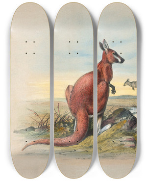 Triptych art skateboard deck of Joseph Wolf The Red Kangaroo_1 by Joseph Wolf (1820-1899)