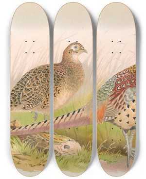 Triptych art skateboard deck of Henry Jones Formosan Ringnecked Pheasant by Henry Jones (1838-1921)
