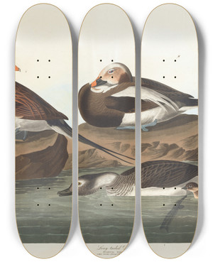 Triptych art skateboard deck of John James Audubon Longtailed Duck by John James Audubon (1785-1851)